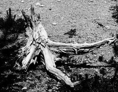 IMG_3196_bw.jpg