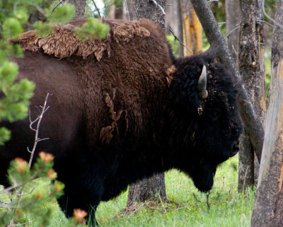Bison North of Lake