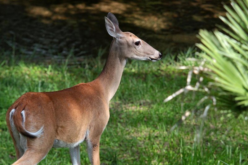 Deer-0223