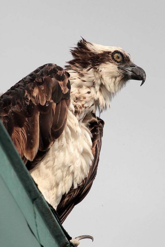Osprey with contacts-1146