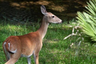 Deer-0223