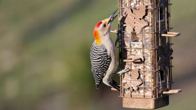 Red-bellied Woodpecker