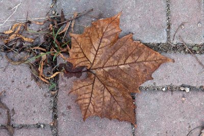 Big Leaf