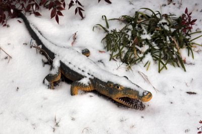 Gator-1668