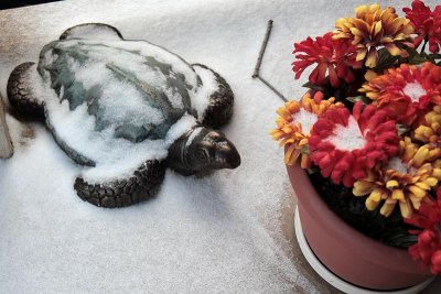 Turtle-1670