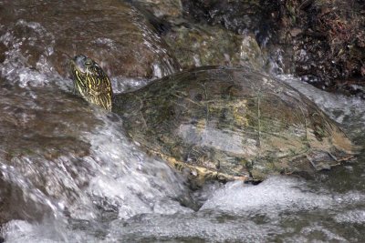 Turtle-0748