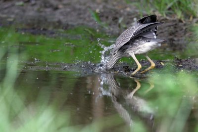 Heron Fishing