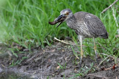 Heron Lunch