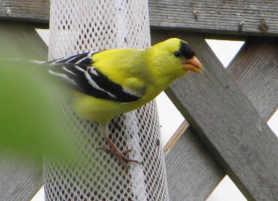 IMG_0036.jpg