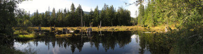 The Pond