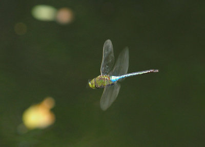 Dragon Fly in Flight (Common Green Darner)