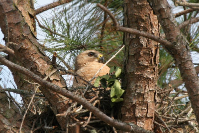 Hawk Nest 07.jpg