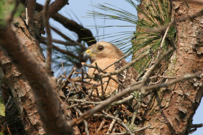 Hawk Nest 08.jpg