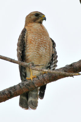 Adult Hawk Perched in Pine Tree 01.jpg