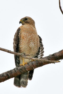 Adult Hawk Perched in Pine Tree 02.jpg