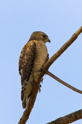 Adult Hawk Perched in pine tree 03.jpg