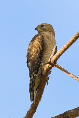 Adult Hawk Perched in pine tree 04.jpg