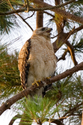 Adult Hawk calling on branch 10.jpg