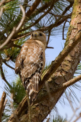 Adult Hawk on branch 11.jpg