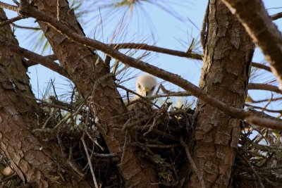 Hawk chick in nest 01.jpg