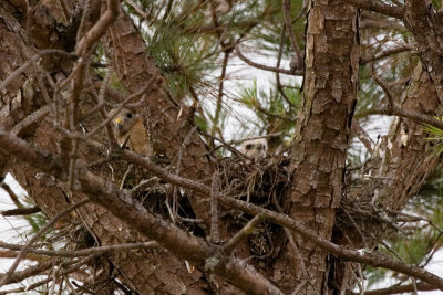 Mama and baby hawk in nest 01.jpg