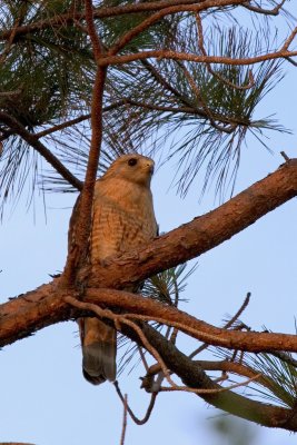 Adult Hawk illuminated by setting sun.jpg