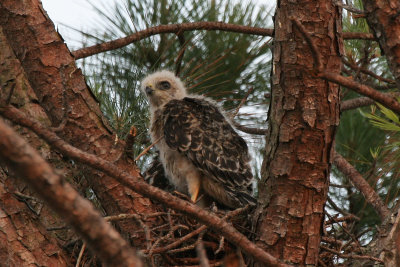 Hawk Chick in evening 03.jpg