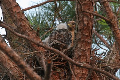 Hawk Chicks with Parent 02.jpg