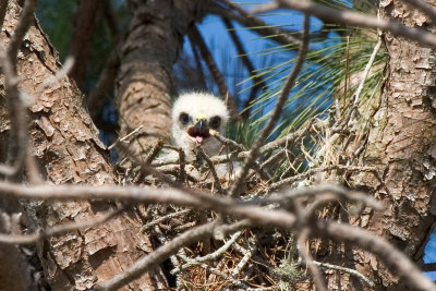 Red Shouldered Hawk Nest 2009