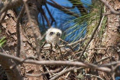 Hawk chick in afternoon 02.jpg