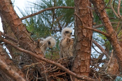 Hawk chicks evening 02.jpg