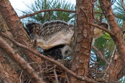 Hawk chicks evening 03.jpg