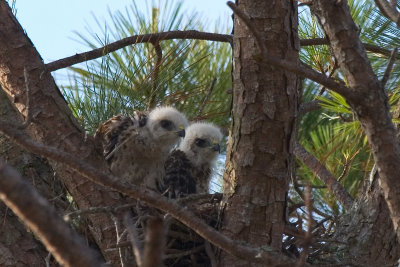 Hawk chicks in evening 01.jpg