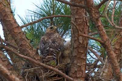 Hawk chicks with parent 01.jpg