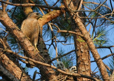 Adult hawk and chicks .jpg