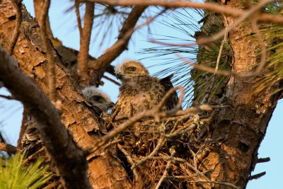 Hawk chicks .jpg