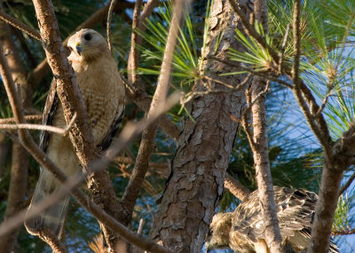 Adult and Prefledgling Hawk 01.jpg