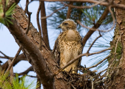 Prefledgling Hawk 03.jpg