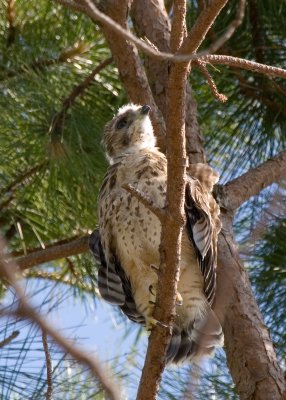 Prefledgling Hawk 05.jpg
