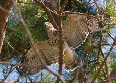 Prefledgling Hawk 06.jpg