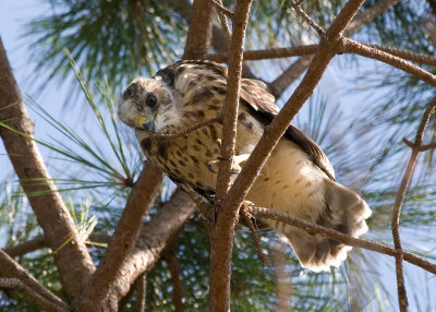 Prefledgling Hawk 07.jpg