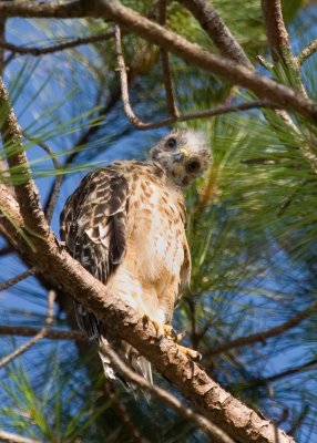 Prefledgling Hawk 08.jpg
