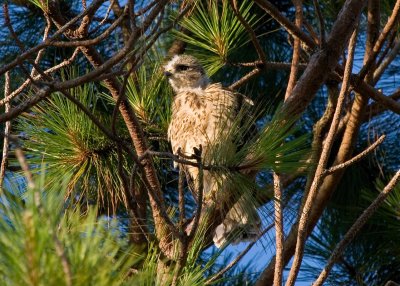 Prefledgling Hawk 09.jpg