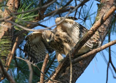 Prefledgling Hawk 11.jpg