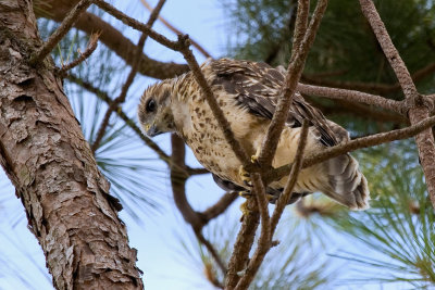 The Fledgling 02.jpg