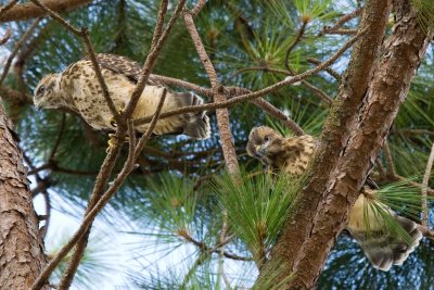 The Fledgling and Sibling 01.jpg