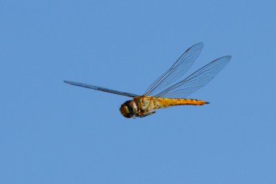 Dragonfly in Flight 01.jpg