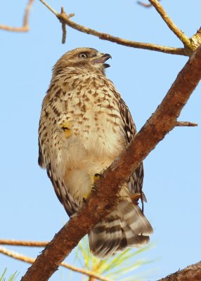Fledgling Hawk Calling for Mom 01.jpg