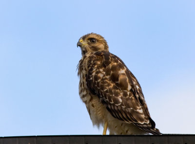 Red Shoulder Fledgling 01 sm.jpg