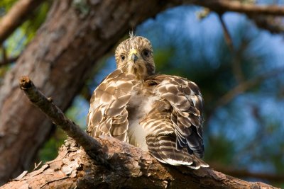 Red Shoulder Fledgling 02 sm.jpg